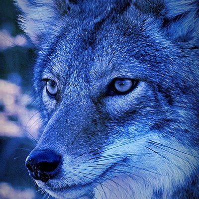 CoyoteBlue2023 Profile Picture