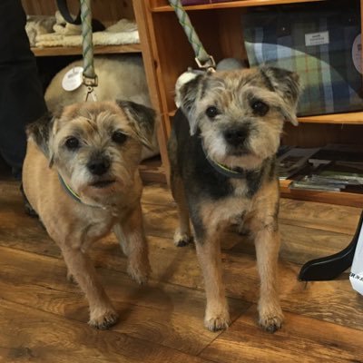 Hi pals. We are 13 & 12 years young and live in W Yorkshire. We love chiggin, cheese & cawots. Walks & cuddles with our mums are the best!