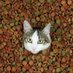 Jasper's $50 Treats (@jasperkitty50) Twitter profile photo Jasper's $50 Treats (@jasperkitty50) Twitter profile photo