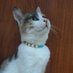 Firuze the obur cat (@firuzethecat) Twitter profile photo