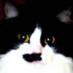 Lydia Ondrusek (@littlefluffycat) Twitter profile photo Lydia Ondrusek (@littlefluffycat) Twitter profile photo