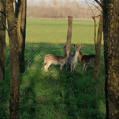 L'herbe est bien plus verte ailleurs.