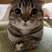 Waelpro (@waelpro9996) 's Twitter Profile