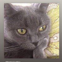 мягонький пушистик (@shizinterpreter) 's Twitter Profile