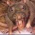 SomeDisgustingRat (@somedisgusting) Twitter profile photo SomeDisgustingRat (@somedisgusting) Twitter profile photo