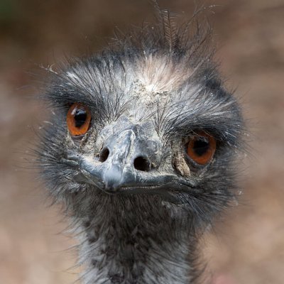 emu