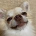 チワワの海🐶3歳🐾 (@namiton7) Twitter profile photo チワワの海🐶3歳🐾 (@namiton7) Twitter profile photo