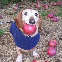 corgi ໒(＾ᴥ＾)७ (@corgi_ko) 's Twitter Profile Photo