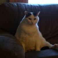 NeverV_'s profile picture. 