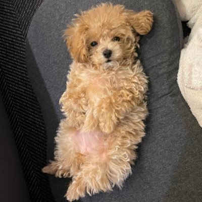 mugimugi_pp's profile picture. 93 ソウル在住🇰🇷プードルのツムギちゃん2y🐩と2024.05 boy👶🏻のママさせてもらってます。日々👶🏻の睡眠と格闘中。通し寝ができるようになりますように🌠無言フォローさせて頂いてます🥺