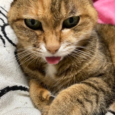 猫が好き