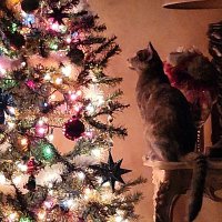 Cheech The Peach (@mrslopez26) Twitter profile photo