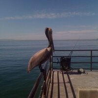 Nancy Krueger (@kruegernancy) 's Twitter Profile