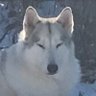 circuitsurgeon's profile picture. Christian, Conservative, 2A, Red State, Wolves as friends, Military family,Pureblood,Polyglot,SAR, William Brewster 1566-1644 
 Grandfather  tweets are opinions