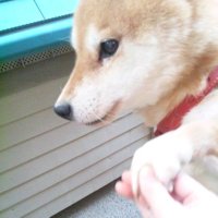 いぬ (@_inu24) 's Twitter Profile