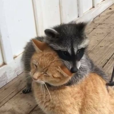 llima_beans's profile picture. extremely consistent animator/cartoonist