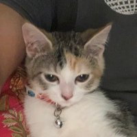 Ayeshaaa (@ayeshafarukhh) 's Twitter Profile
