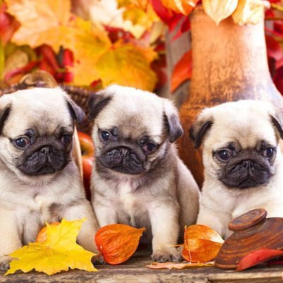 Welcome to @pug_lover_club We share daily #pug Contents Follow us if you really love pug