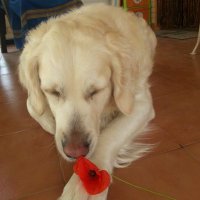 Clara🔻🏳️🌈🐾 (@clarcadi) 's Twitter Profile