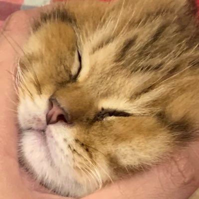 amijanough's profile picture. fem/ale :)