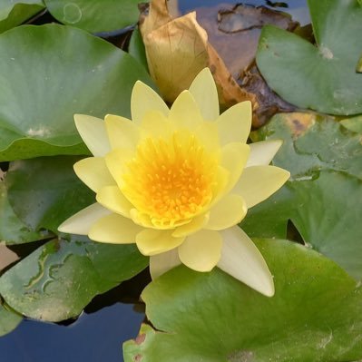 JohannnesMajor's profile picture. 1st wave front-line breaker, capsized. 🐑