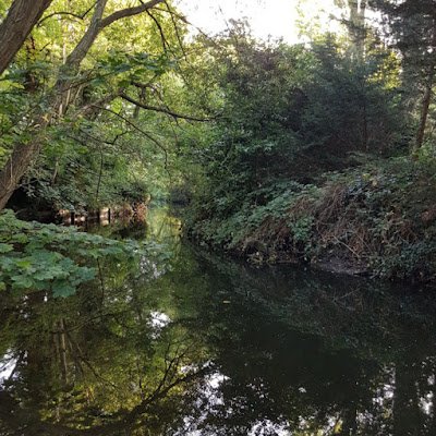 Rewilding and Nature Connection. Founder of Nature-Connected Neighbourhoods - community creating habitat and corridors for wildlife through wildlife gardening