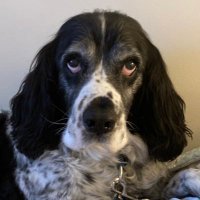 CC (@cc96923496) 's Twitter Profile