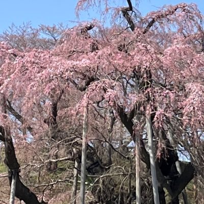 無気力こどおじ