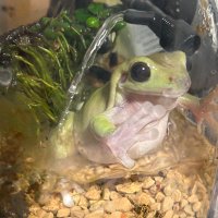 dashu (@dashuikddashu) 's Twitter Profile