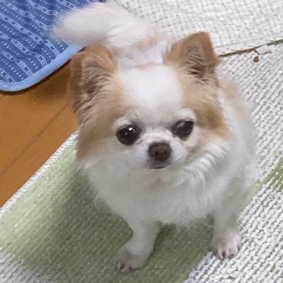 icurus888's profile picture. 技術士(経営工学)、QC検定2級、半導体技術者検定、ISO9001/IATF16949内部監査員資格、ITパスポート、VEﾘｰﾀﾞｰ取得、 →QualiTeacherとしてモノづくり品質つぶやき隊。Aoooのロック魂