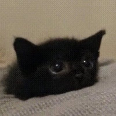bogmeow's profile picture. 🍅🐈‍⬛🐠