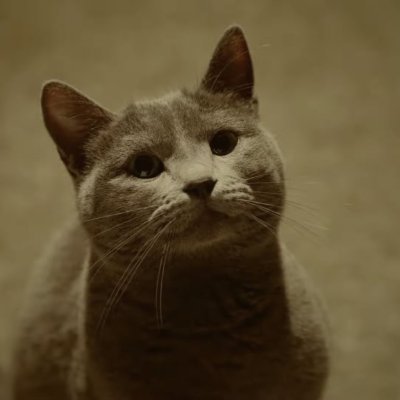 haerinkangcat's profile picture. 