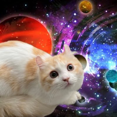 michele0429's profile picture. ミケーレ♂ 🎂2023.4.29 アメリカンカール×サイベリアン ちくわみたいな柄 / まんまるおめめ / ふわふわしっぽ /保護猫 /無言フォロー歓迎✨
