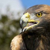 AL MK (@almk1453) 's Twitter Profile
