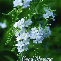 jhon babu (@bchellayya2913) 's Twitter Profile
