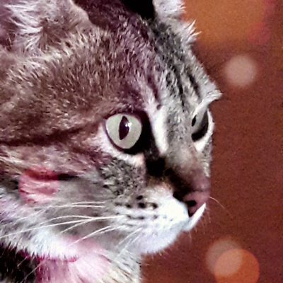 LinLinuxs's profile picture. 