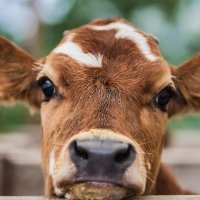 Cow_cousin(@CousinCow53879) 's Twitter Profile Photo