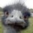 kadijz's profile image