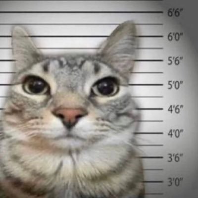 povqk's profile picture. retweeting interesting stuff I find