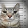 povqk's profile picture. retweeting interesting stuff I find