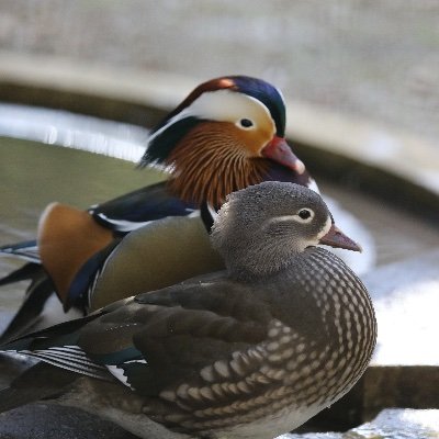 娘二人では後継が！と頑張って男の子誕生。後継いなくては親不孝者。子供が困ったときには、手を差し延べる親でありたい。家庭の中の困りごと全て解決できる無料の本物の子育て勉強会聞いてるよ！ #イヤイヤ期ない #夜泣き止む #不登校解決 #発達障害治る #病気なんでも解決 #子育て勉強会 #なんでも解決 #橋本病治る