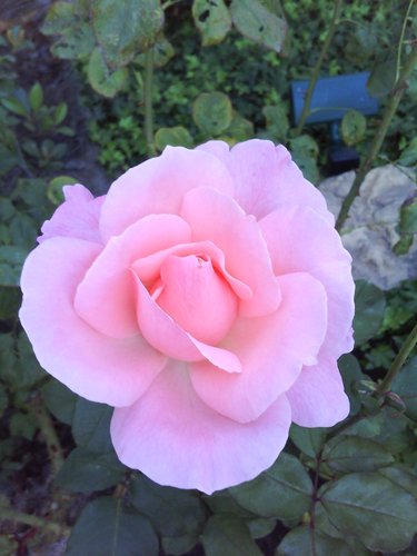 LornaErickson1's profile picture. Hi, I'm an interior designer.  I love vintage finds and making mosaics, sewing, juicing, meditating, people.