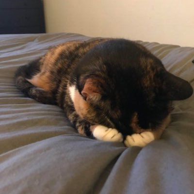 xhgvnl's profile picture. 