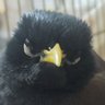 domain_ir's profile picture. 