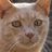 hdean53's profile image