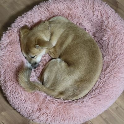 まるいま︎︎︎︎꒰◍´͈ꈊ`͈◍꒱しばし低浮上さんのプロフィール画像