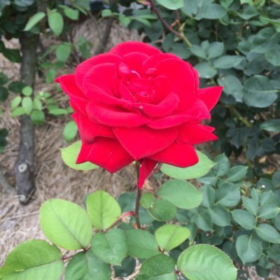 mymicmai428's profile picture. Bonjour るんるん🎶