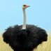 Ostrich Meep (@OstrichMeep) Twitter profile photo