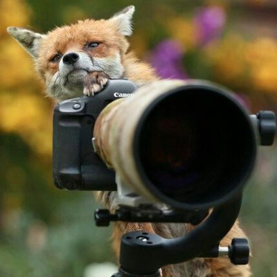 @stevefoxwick
