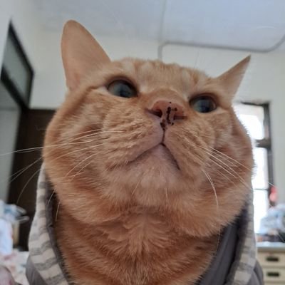 嵐色醬油さんのプロフィール画像